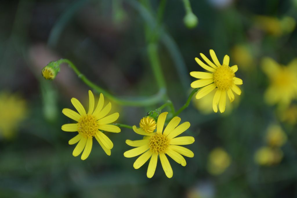 Senecio, se si, quale? Senecio inaequidens